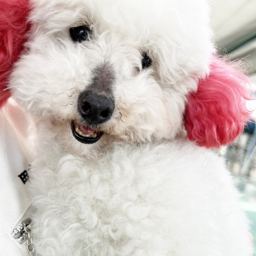 生徒が撮影してくれたモデル犬☆②